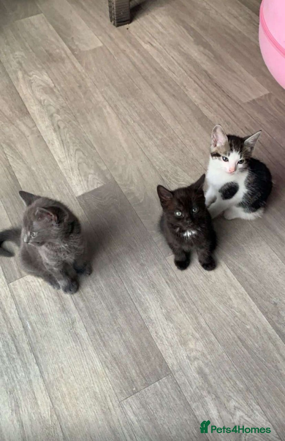 Domestic Shorthair cats for sale: Kittens available for adoption - Image 13