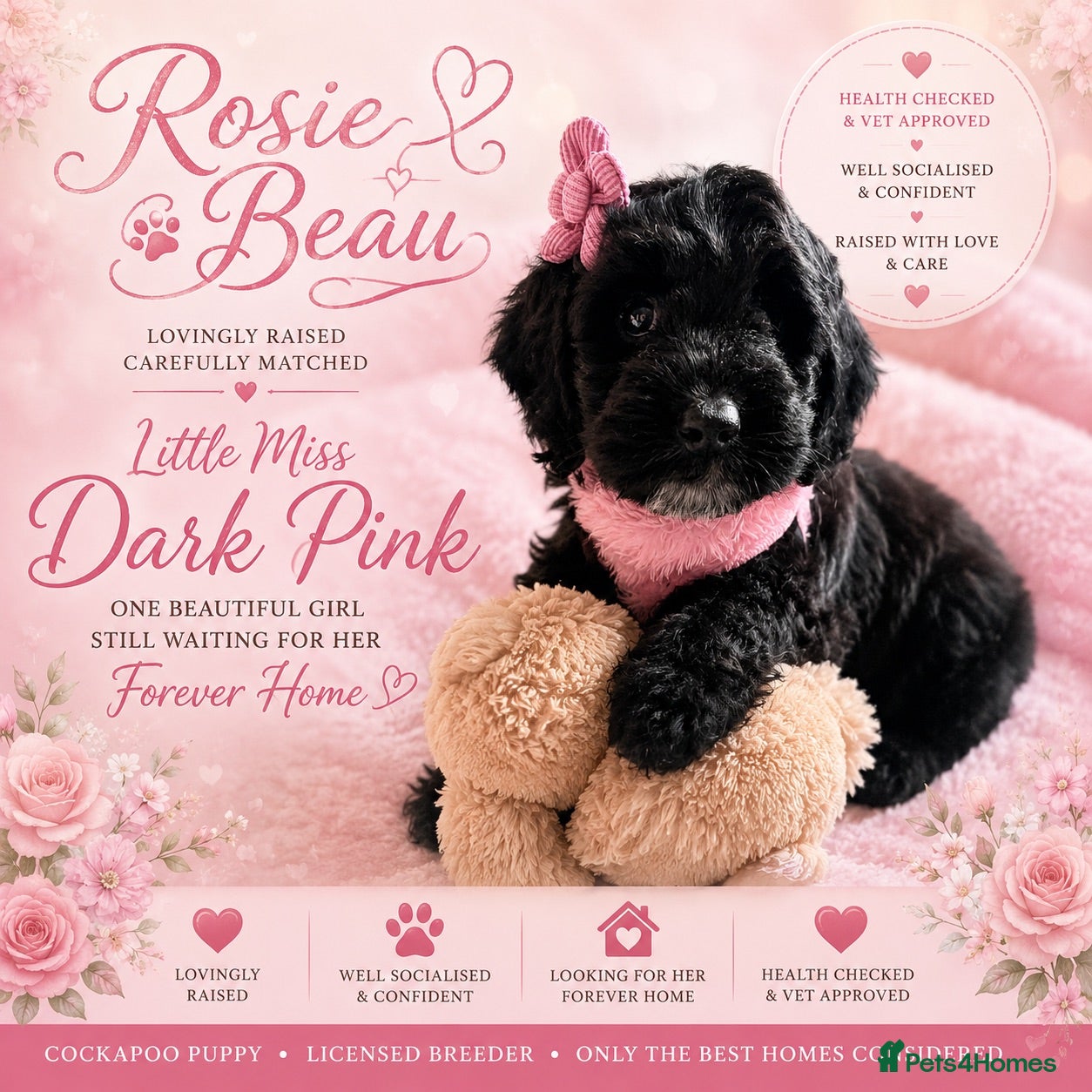 Cockapoo dogs Exceptional F1 Cockapoo Puppies - Advert 1