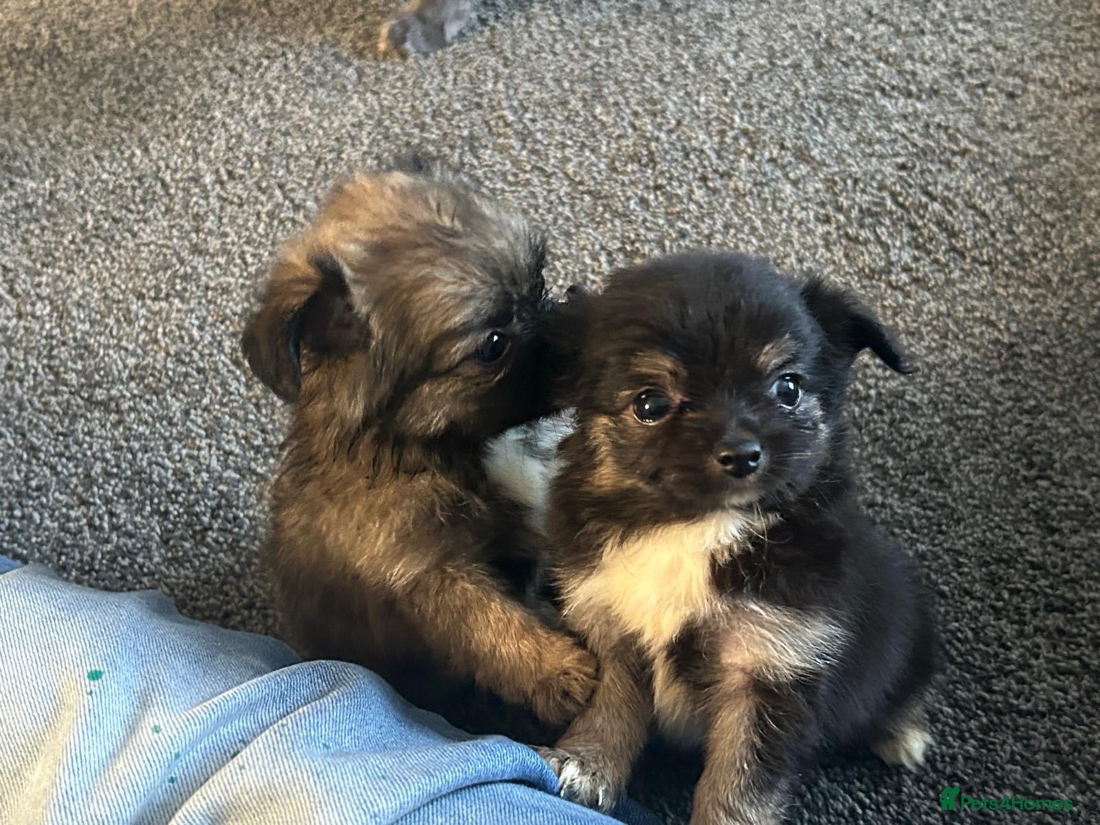 Chihuahua dogs Long hair stunning chihuahuas pedigree  - Advert 1