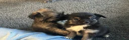 Chihuahua dogs for sale: Long hair stunning chihuahuas pedigree  in Worcester - Advert 1