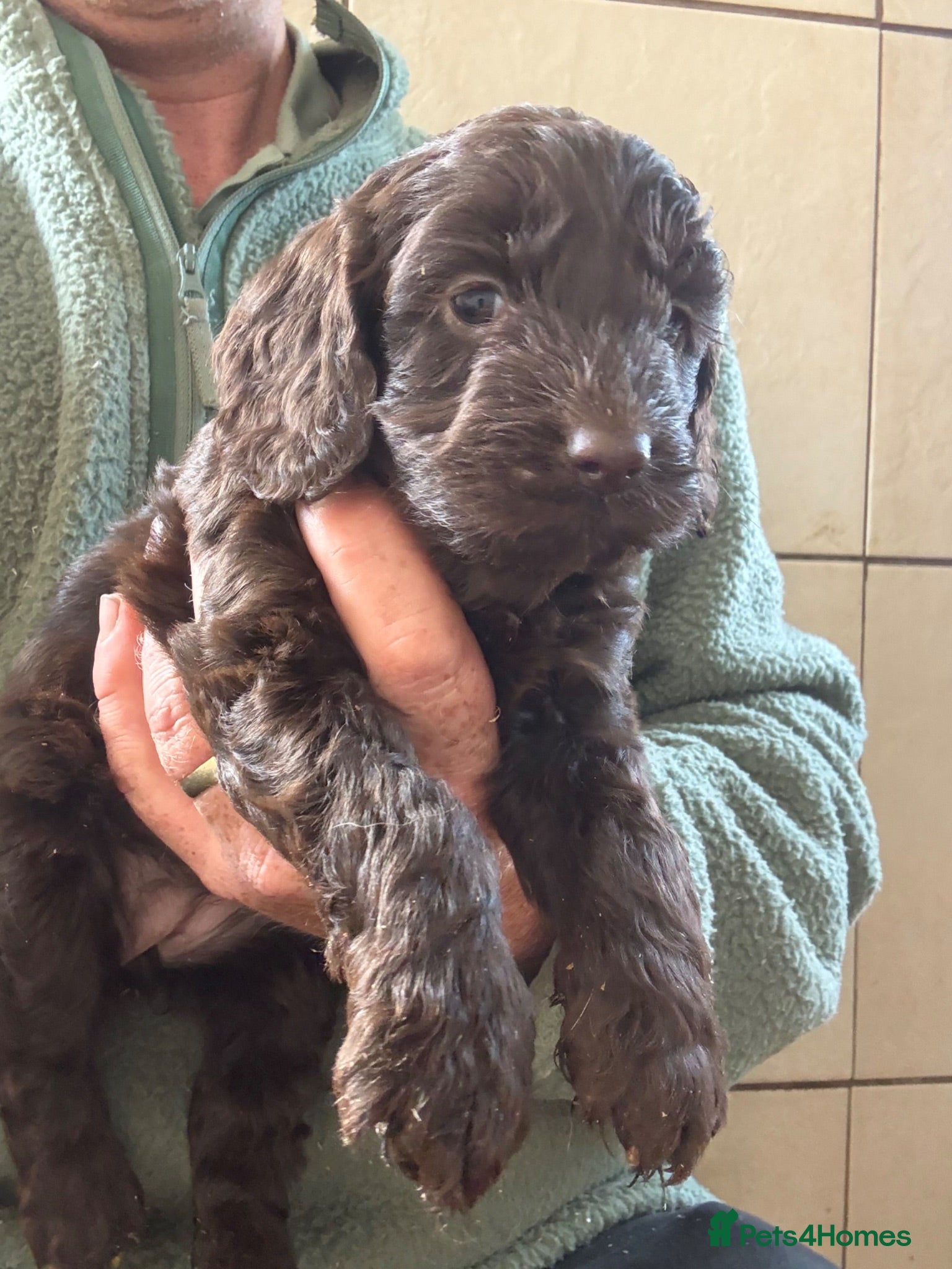 Cockapoo dogs Colourful f1 Cockapoo Pups - Advert 2