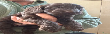 Cockapoo Puppy 5