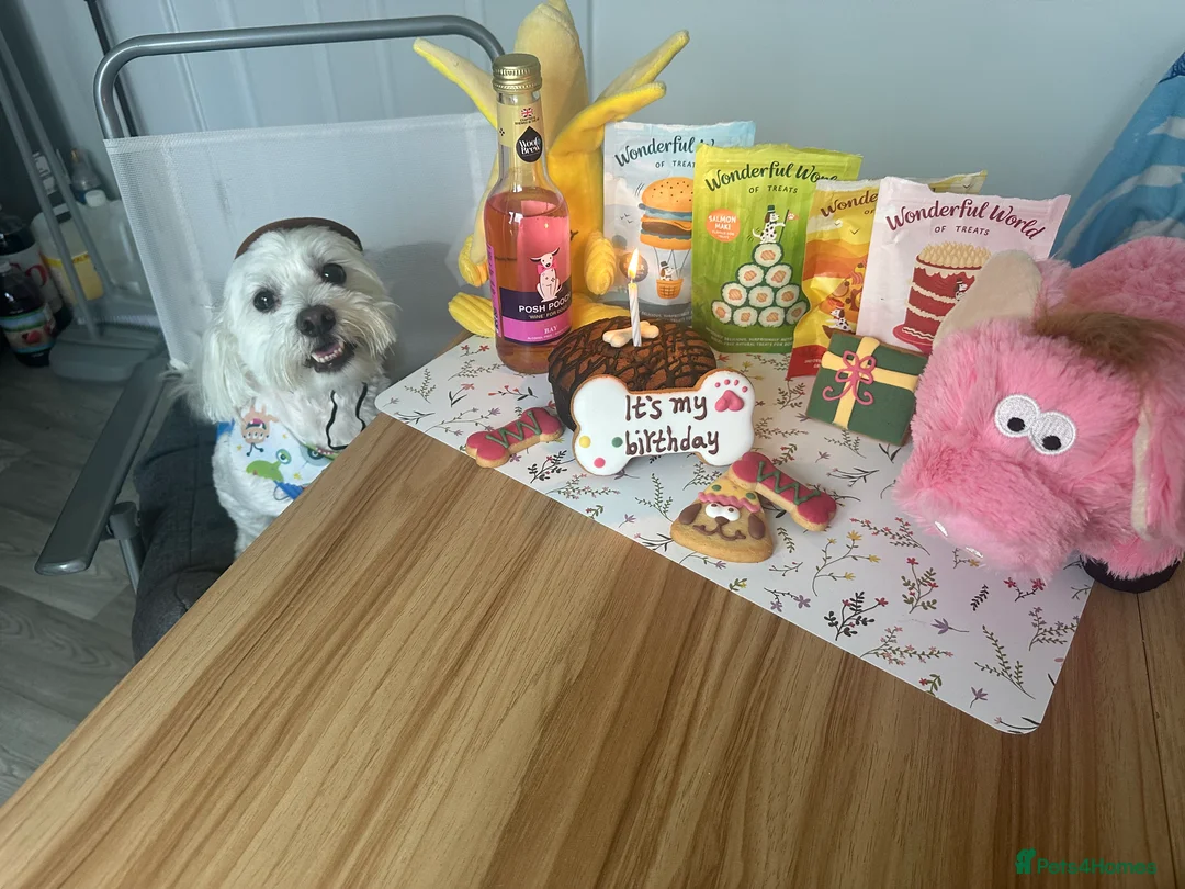 Maltese dogs for sale: Maltese Boy for Sale (4 years old) - Advert 9