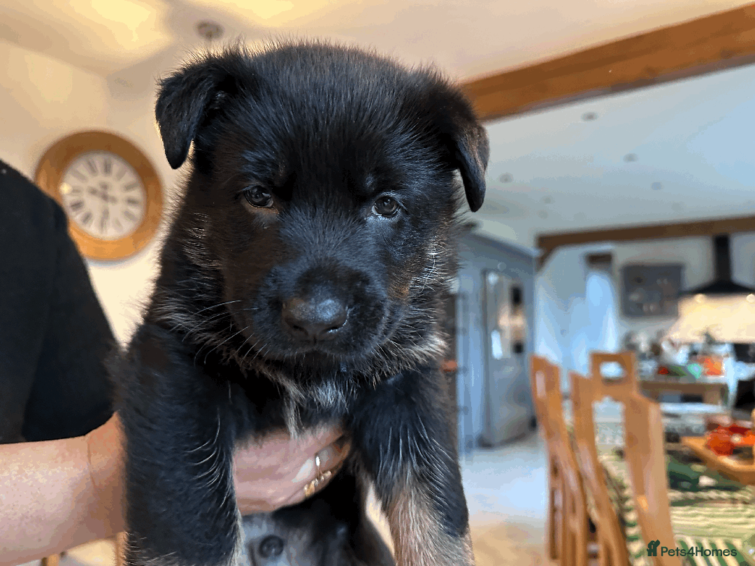 German Shepherd dogs for sale: ONE EXCLUSIVE FEMALE GSD PUP, HOME RARED AND BRED. - Advert 37