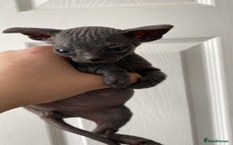 Sphynx cats for sale: Sphynx Kittens - Image 6