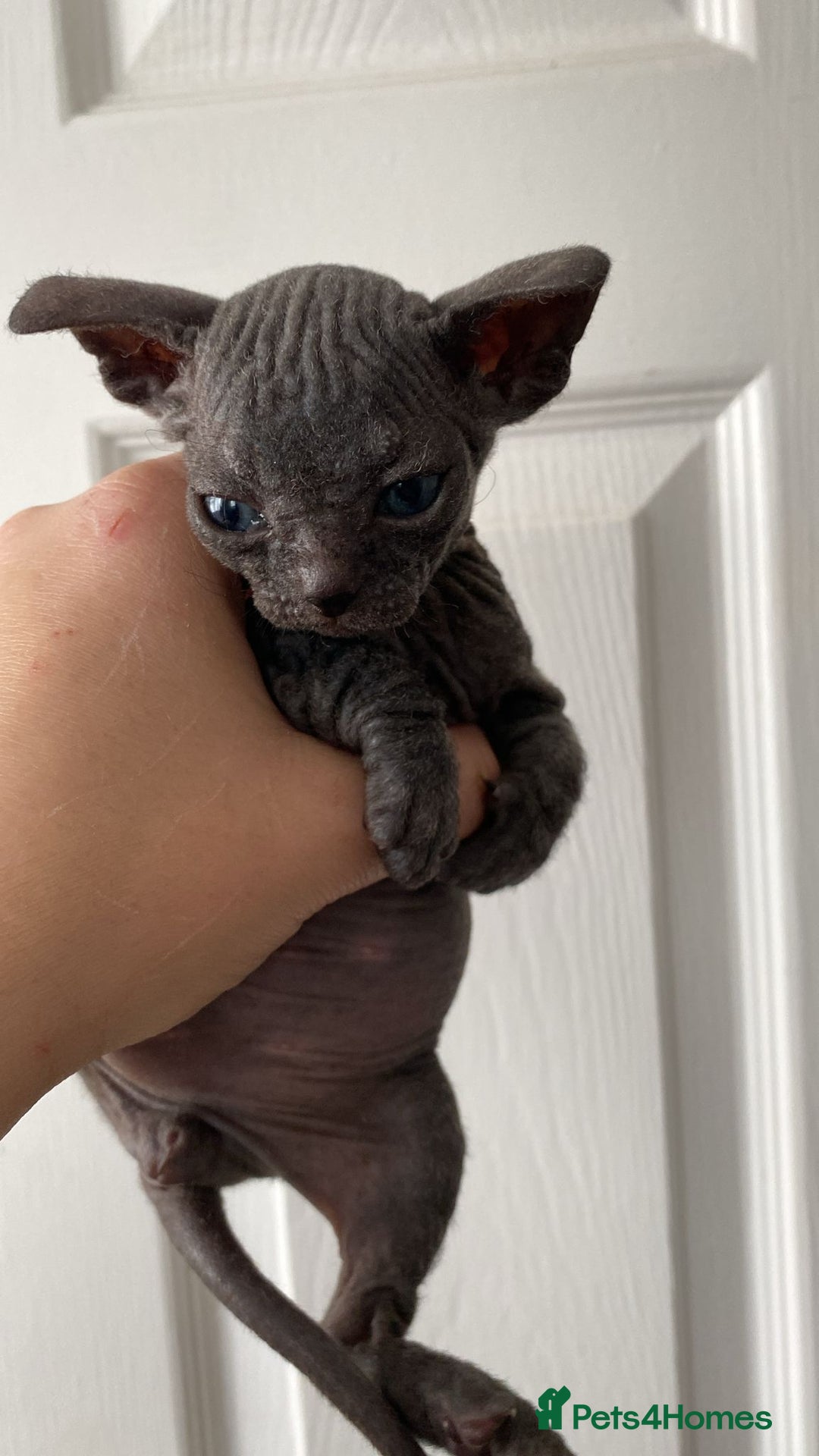 Sphynx cats for sale: Sphynx Kittens - Image 6