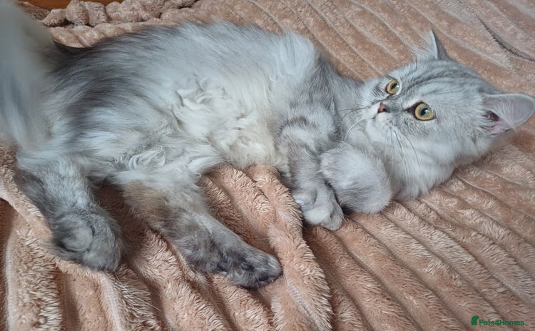 Persian cats - Advert 6