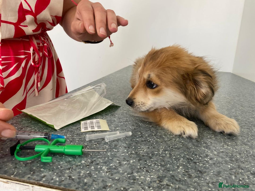 Mixed Breed dogs for adoption: Meet LOLA, a Lovely Puppy Girl - for a Loving Home - Image 21