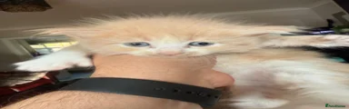 Reggie