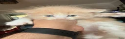 Mixed Breed cats for sale: Maine coon x ragdoll kittens - Advert 18