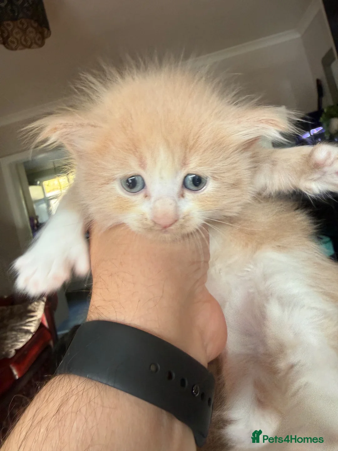 Mixed Breed cats for sale: Maine coon x ragdoll kittens - Advert 18