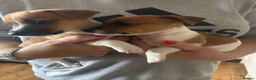 Jack Russell dogs for sale: Tan and white  in Skipton - Advert 3