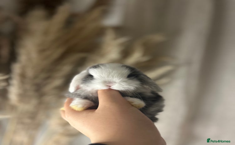 Mini Lop rabbits - Advert 1