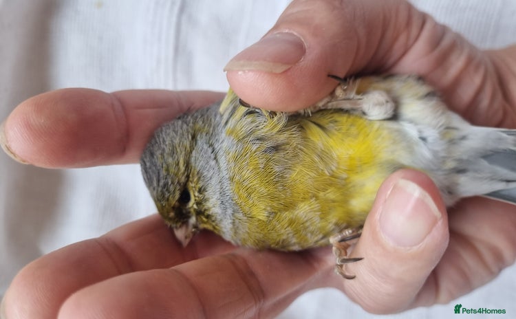 Canaries birds - Advert 1