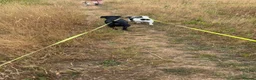Mixed Breed dogs for sale: Mr winston in Mansfield - Advert 3