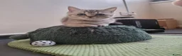 British Shorthair cats for sale: Last 2 Female Tabby BSH Friendly Vac GCCF Pedigree - Advert 21