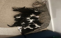 Mixed Breed cats for sale: Stunning playful kittens x 7  - Image 6