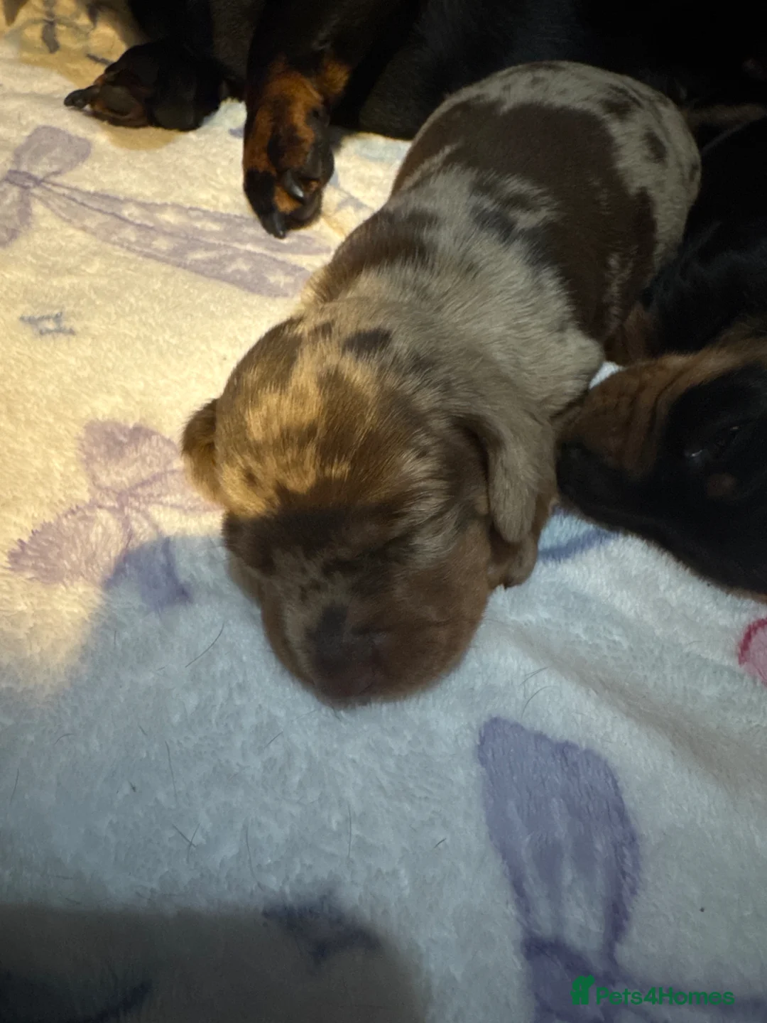 Miniature Dachshund dogs for sale: Miniature short haired Dashounds - Advert 2