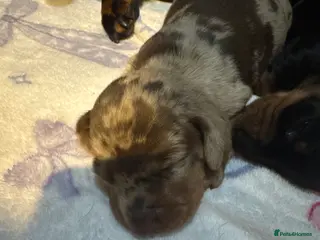 Miniature Dachshund dogs Miniature short haired Dashounds - Advert 6