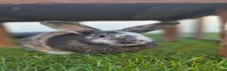 Mixed Breed rabbits for sale: Monster Munch - neutered & Vaccinated  - Advert 1