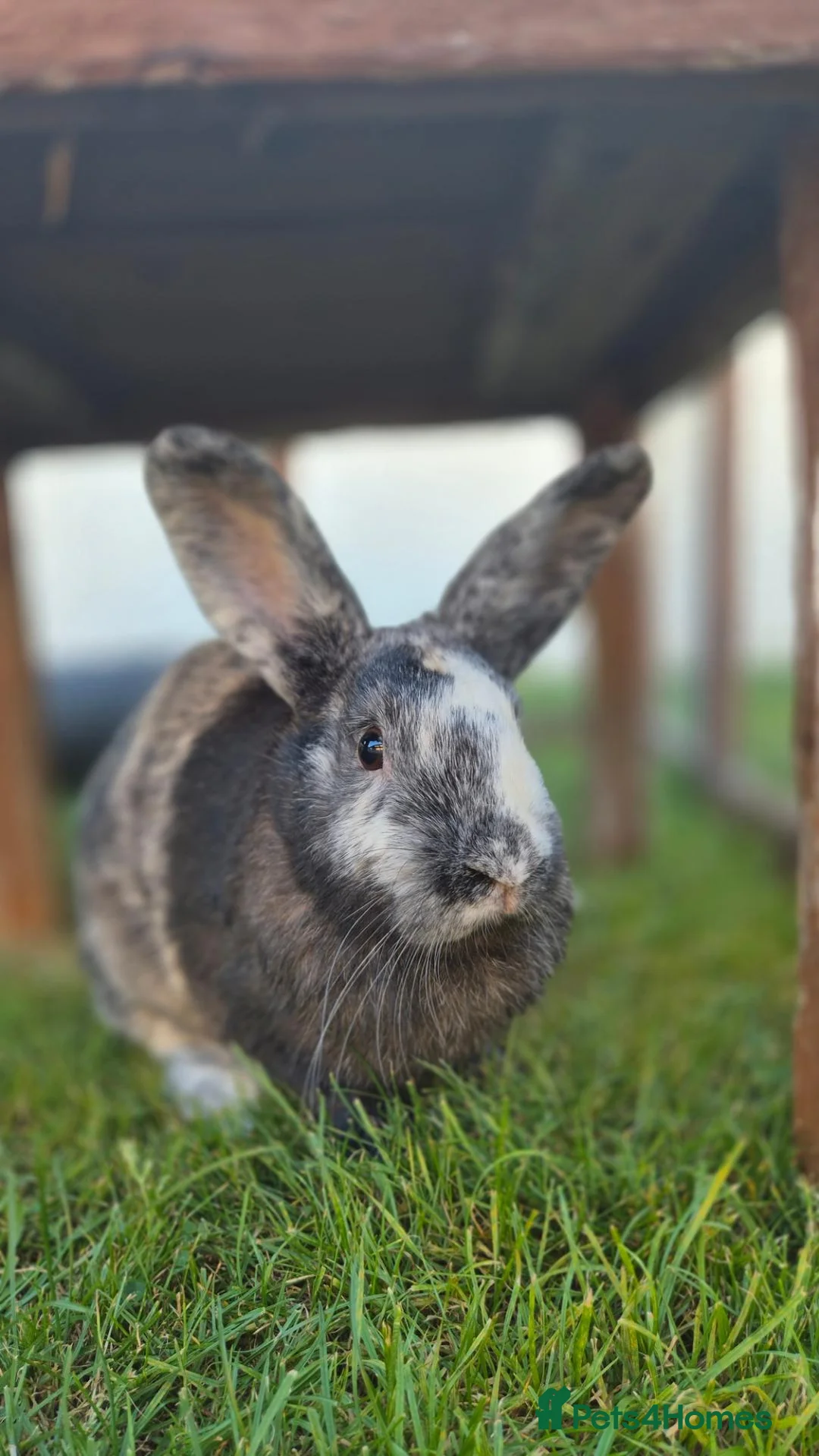 Mixed Breed rabbits for sale: Monster Munch - neutered & Vaccinated  - Advert 1