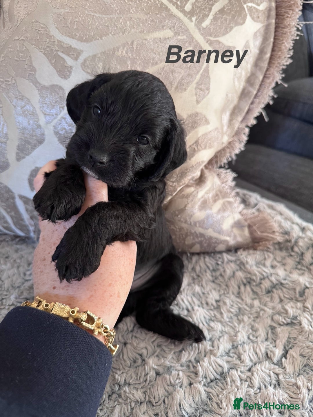 Mixed Breed dogs for sale: Miniature Schnauzer X Cockapoo - Image 3