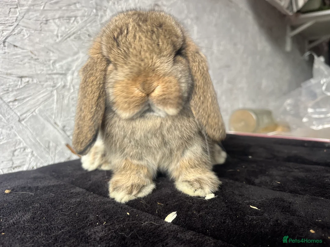 Mini Lop rabbits for sale: Pure mini lop  - Advert 1