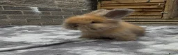 Angora rabbits for sale: Angora collection Ready - Advert 25