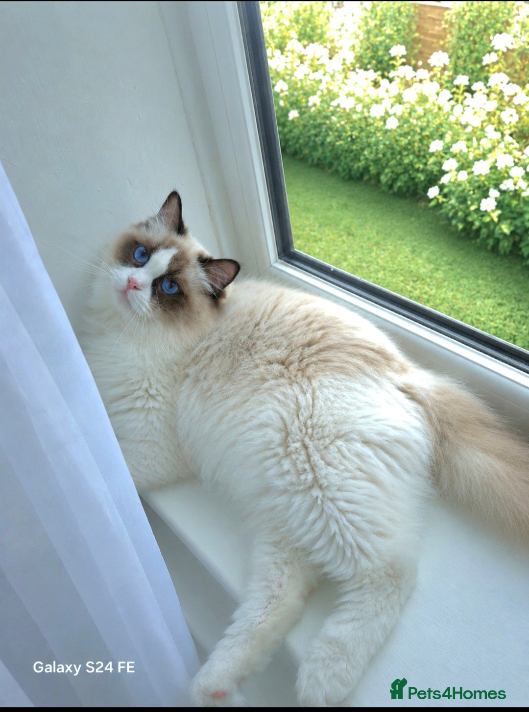 Ragdoll cats ✨ Exceptional Ragdolls,a distinguished lineage ✨ - Advert 2