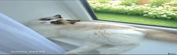 Ragdoll cats for sale: ✨ Exceptional Ragdolls,a distinguished lineage ✨ - Advert 4