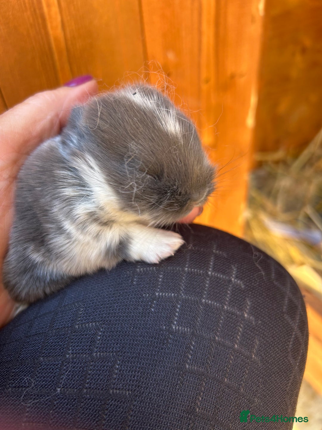 Netherland Dwarf rabbits for sale: Beautiful Mini lop and Netherland dwarf bunnies  - Advert 10