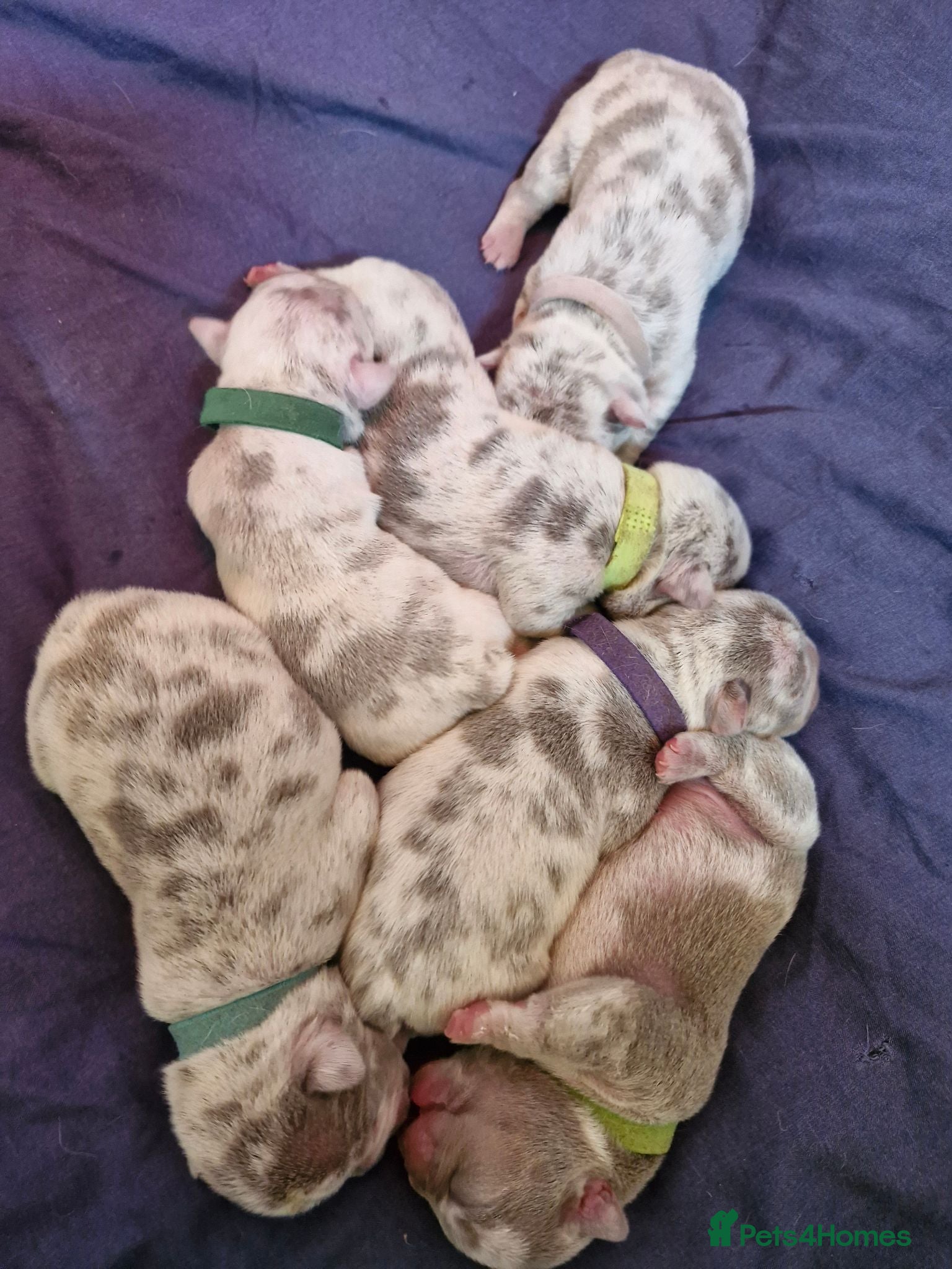 French Bulldog dogs Merle french bulldogs  - Advert 6