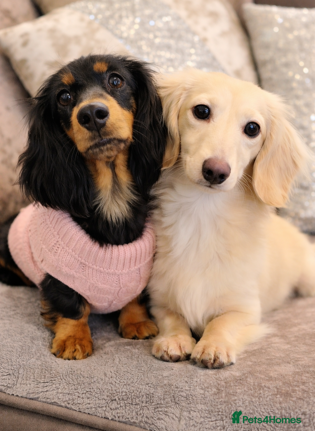 Miniature Dachshund dogs 🌟 Miniature LH Dachshund Puppies -Waiting List  - Advert 1