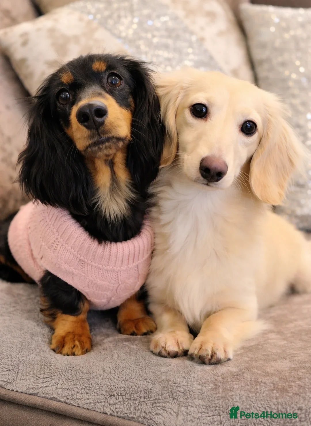 Miniature Dachshund dogs for sale: 🌟 Miniature LH Dachshund Puppies -Waiting List  - Advert 1