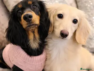 Miniature Dachshund dogs 🌟 Miniature LH Dachshund Puppies -Waiting List - Advert 1