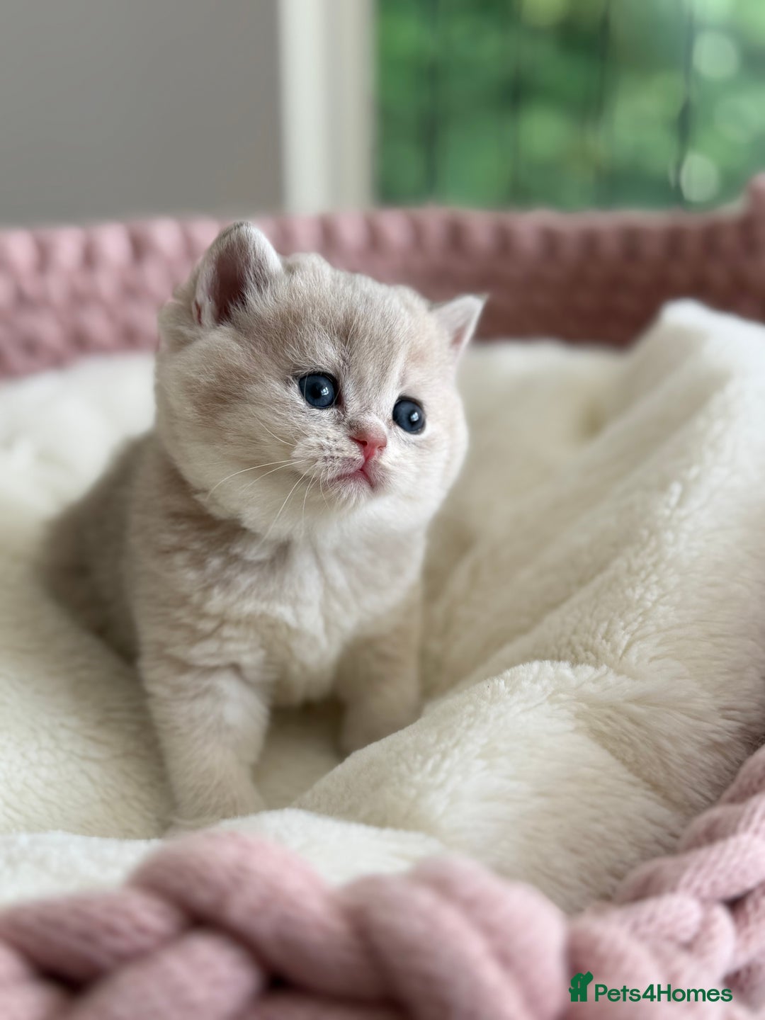 British Shorthair cats for sale: Golden Blue British Shorthair kittens  - Advert 32