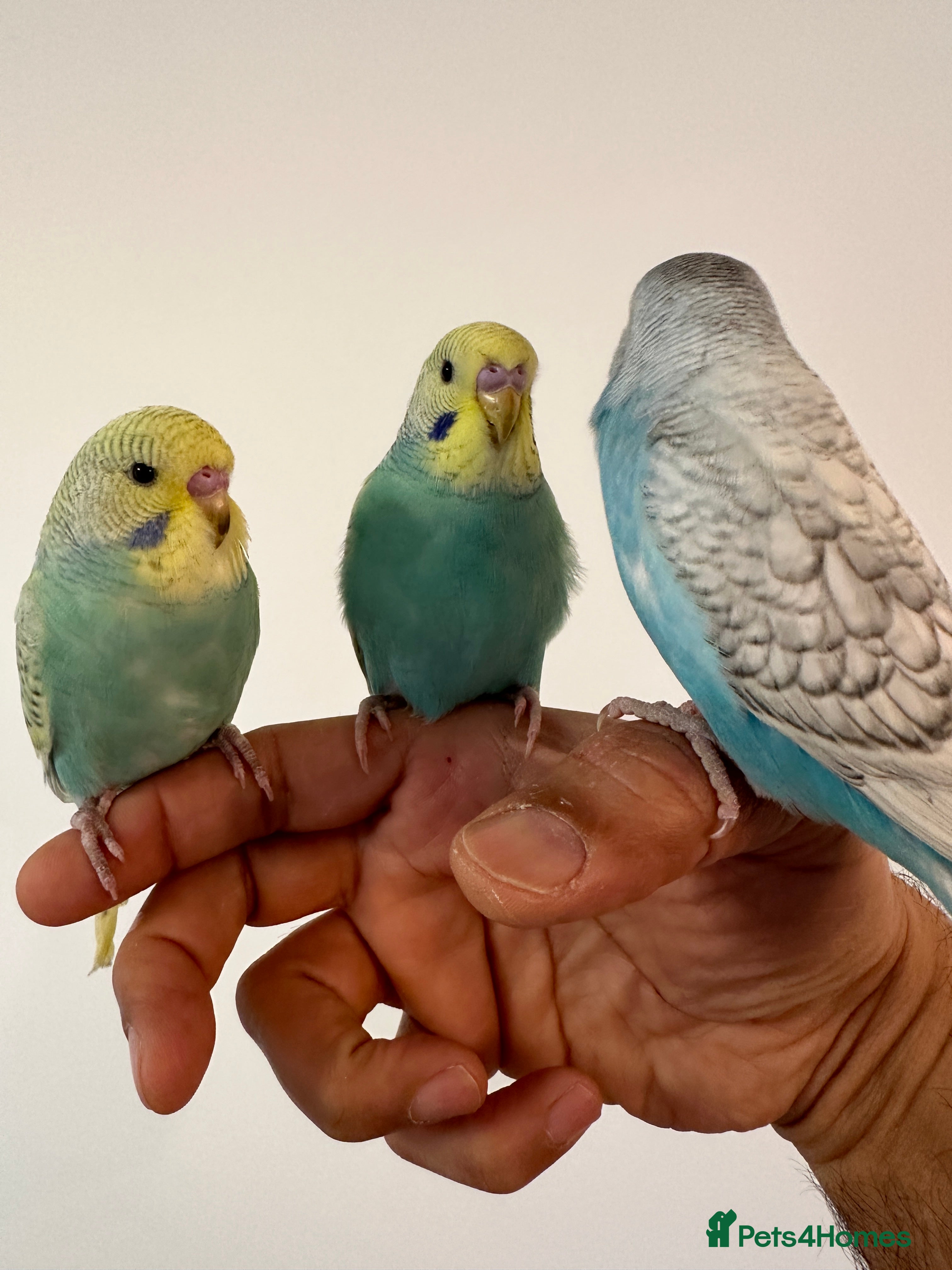 Budgerigars birds Baby Budgies Tamed/Semi Tamed - Advert 1