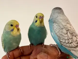 Budgerigars birds Baby Budgies Tamed/Semi Tamed - Advert 1
