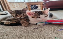 Domestic Shorthair cats for sale: 5 month old female kittens for sale  - Image 4