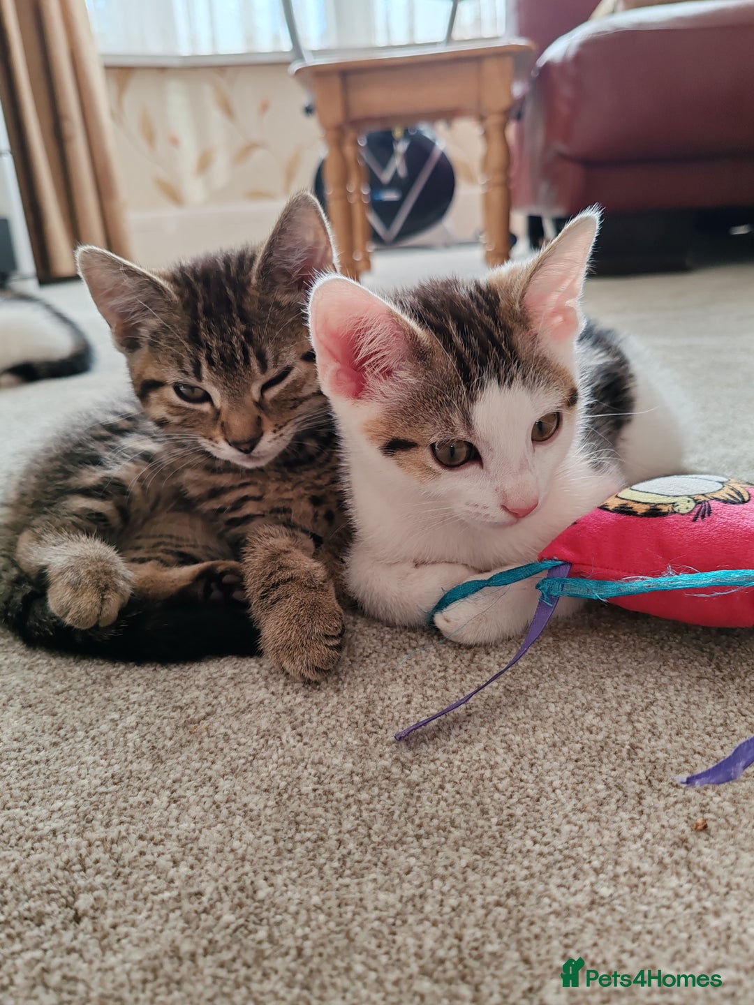 Domestic Shorthair cats for sale: 5 month old female kittens for sale  - Image 4