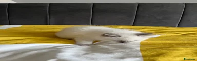 Ragdoll Kitten 2