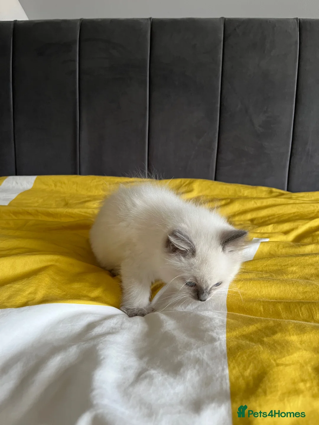 Ragdoll cats for sale: GGCF REGISTERED RAGDOLL KITTENS - Advert 2