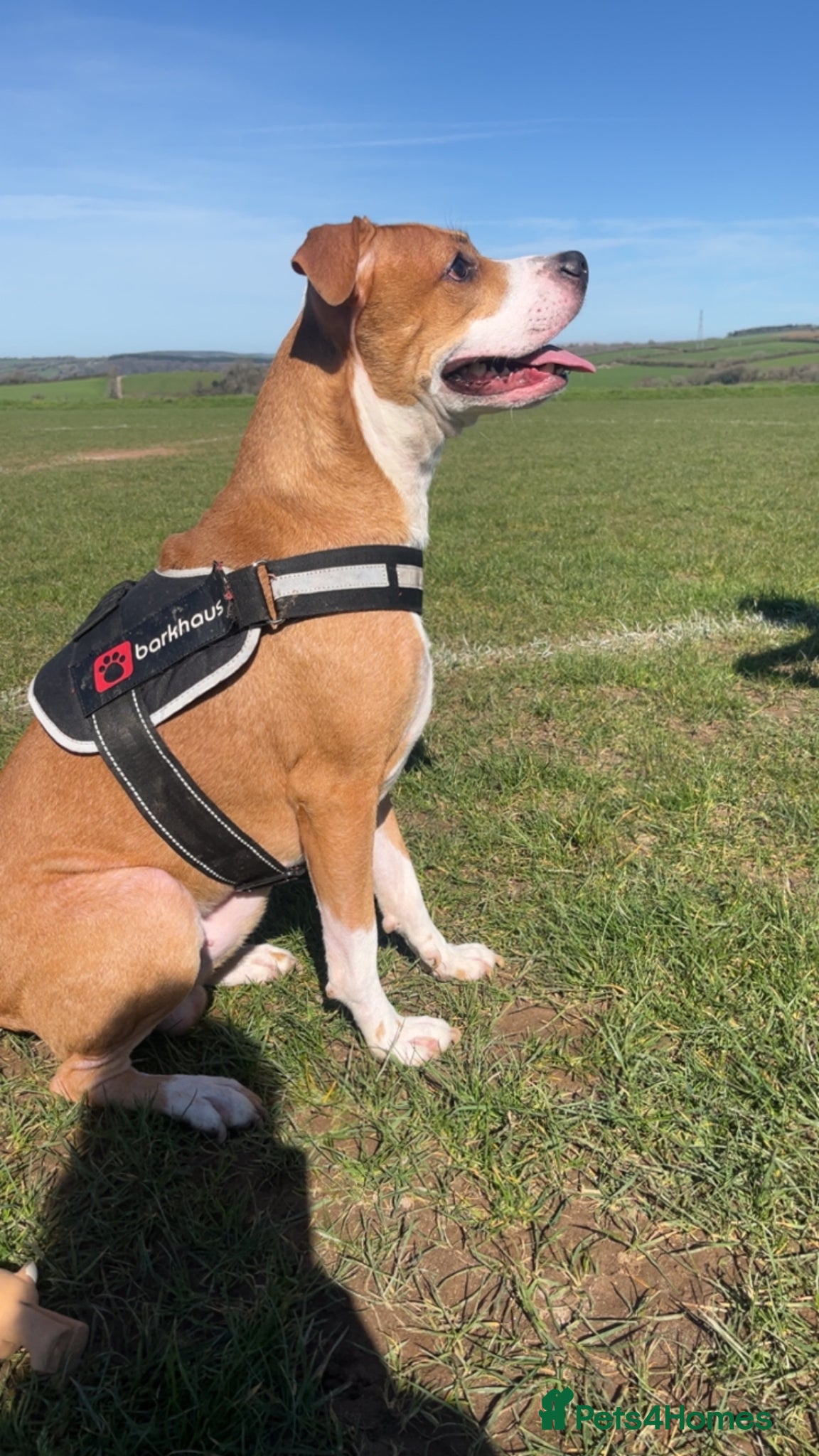 American Bull Staffy dogs Loving Frodo  - Advert 9