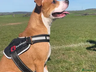 American Bull Staffy dogs Loving Frodo - Advert 9