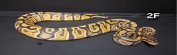 Python Snake reptiles for sale: Baby Royal Pythons, Females various Morphshs  - Advert 3