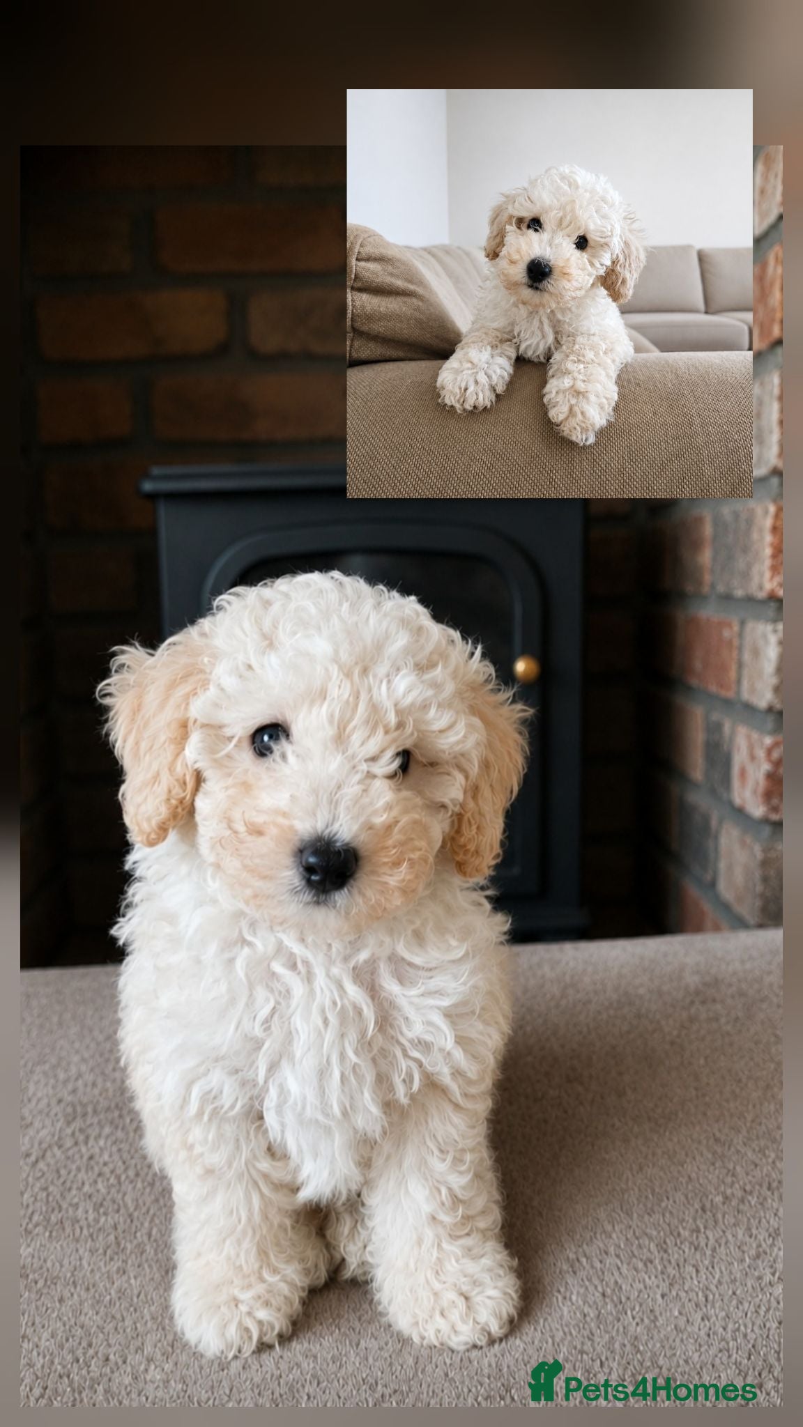 Toy Poodle dogs Last 1 💙Buddy- Toy poodle Pup🐕 - Advert 11