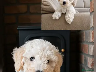 Toy Poodle dogs Last 1 💙Buddy- Toy poodle Pup🐕 - Advert 11