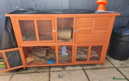 Mixed Breed rabbits for sale: Cloudy the rabbit  - Image 3