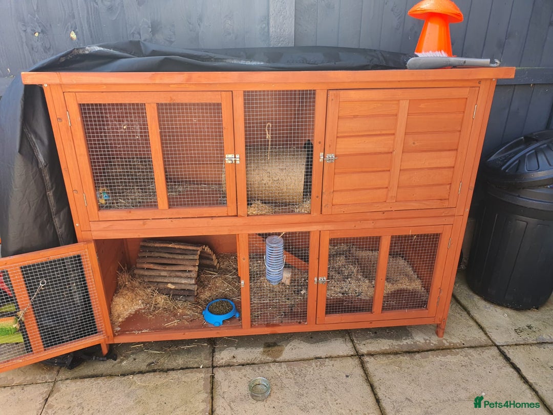 Mixed Breed rabbits for sale: Cloudy the rabbit  - Image 3