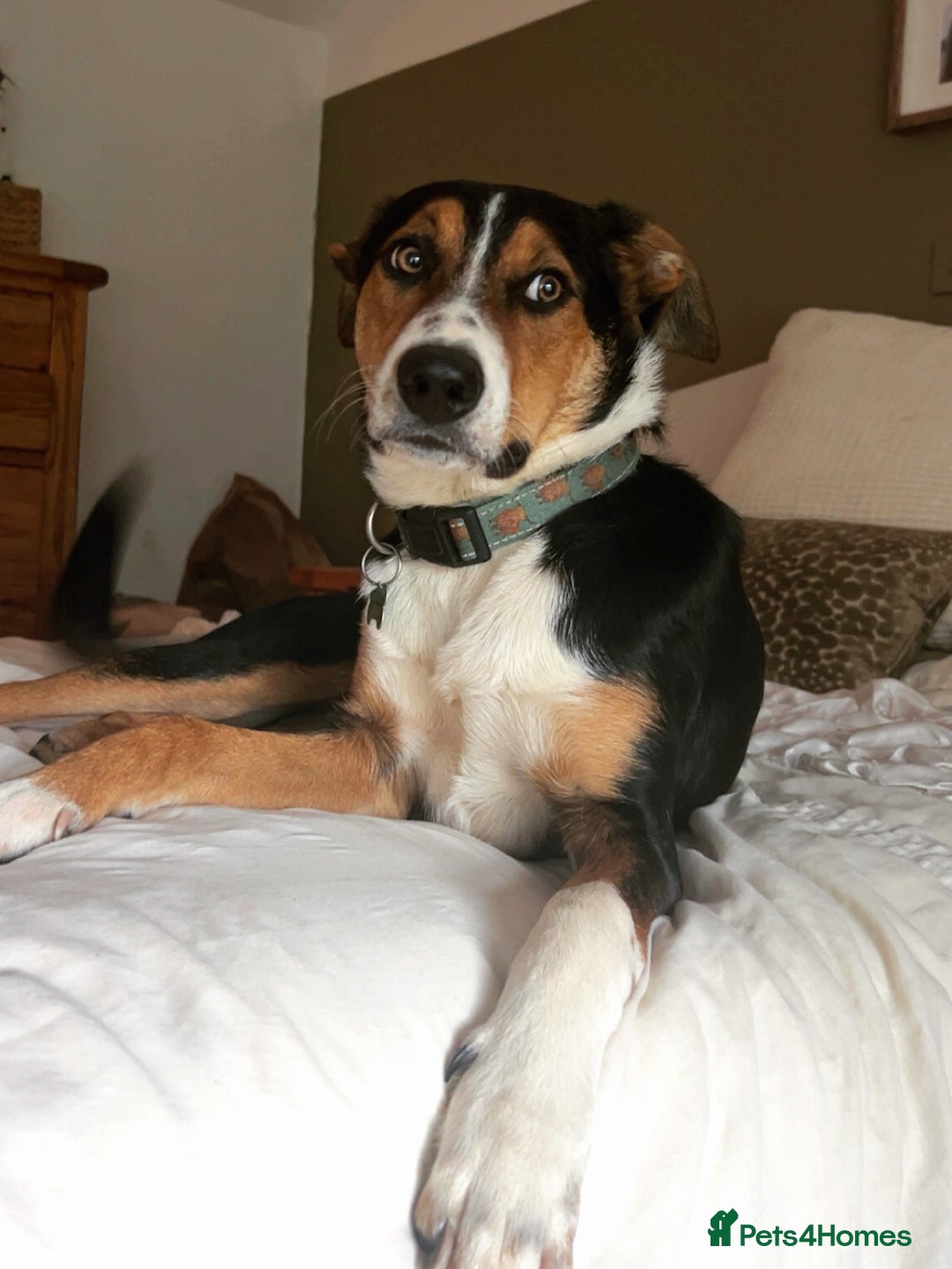 Mixed Breed dogs for sale: 9 month old kelpie  - Advert 2